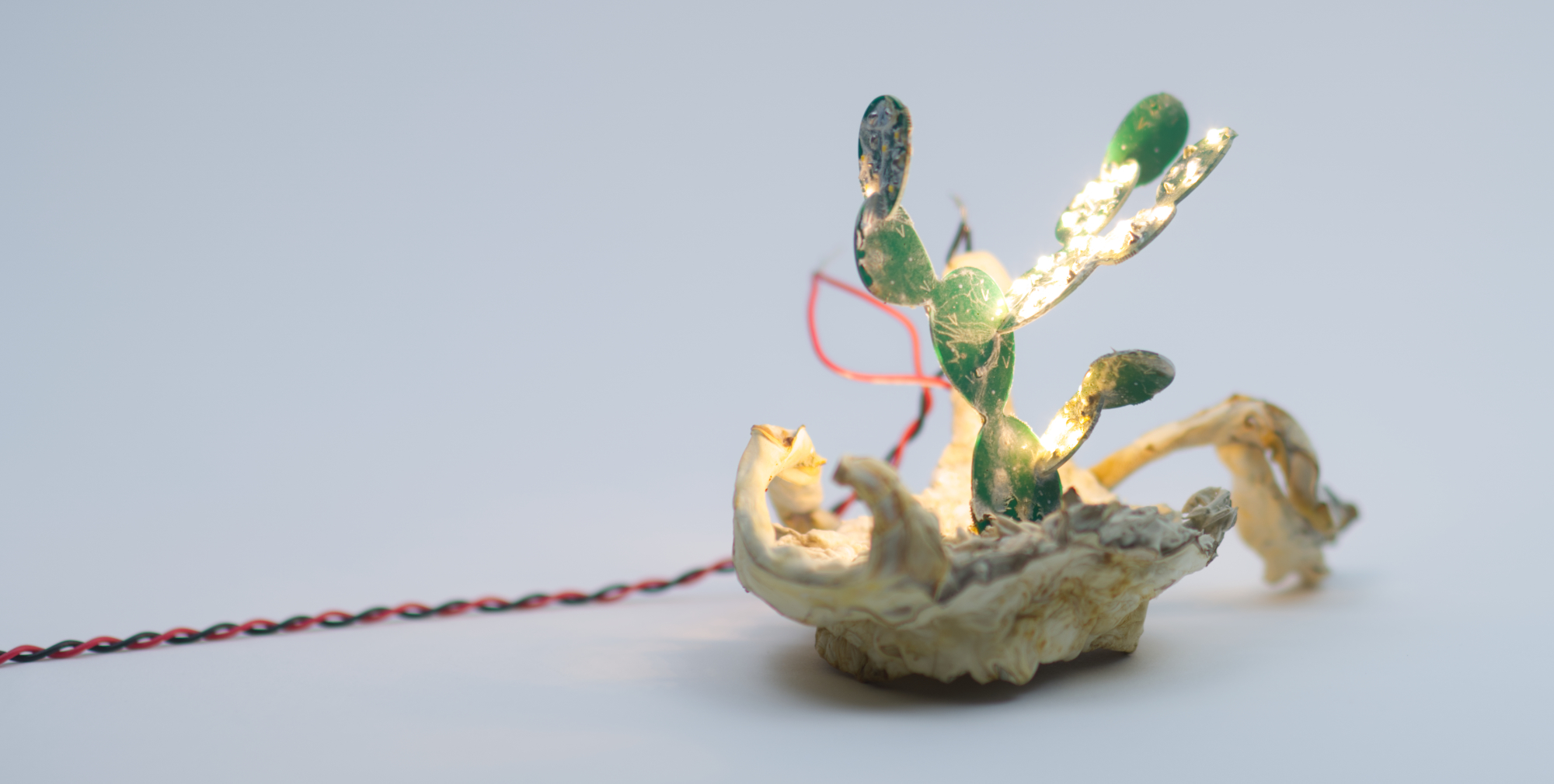 nopales_mycelim_wide